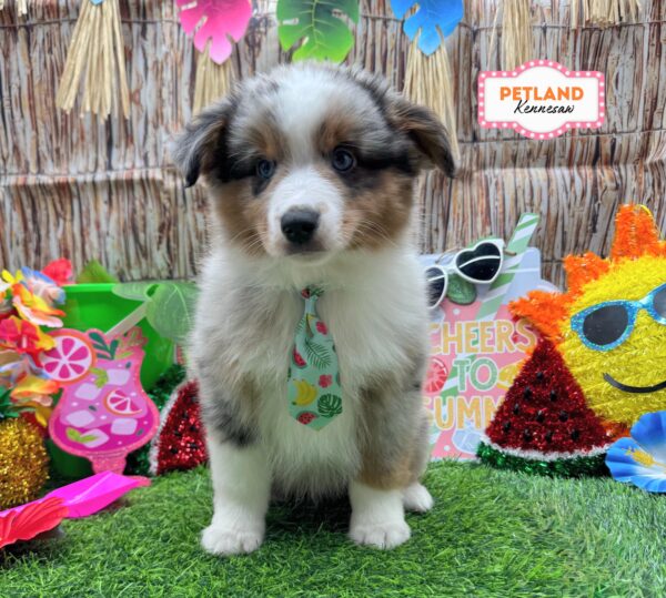 [#26230-03] Blue Merle M Miniature American Shepherd Puppies For Sale