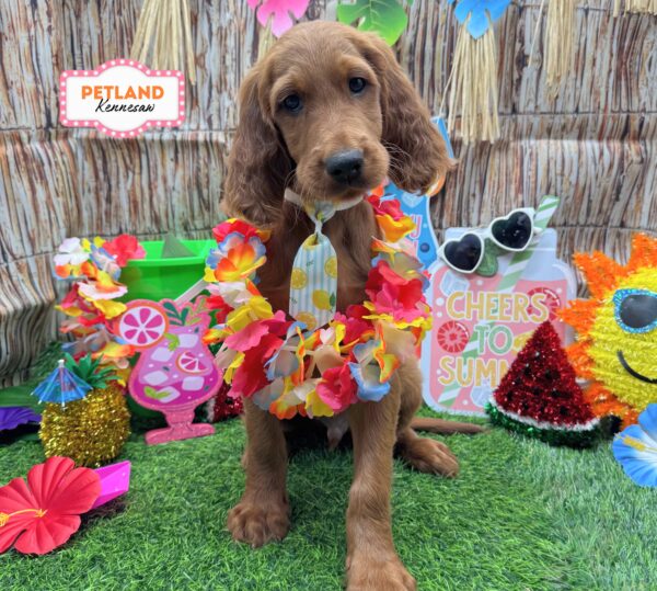 [#26754-01] Mahogany M Irish Setter Puppies For Sale