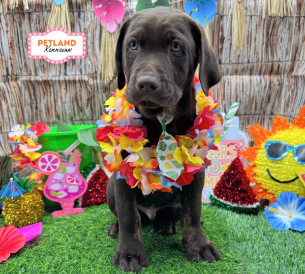 [#26133-02] Chocolate M Labrador Retriever Puppies For Sale