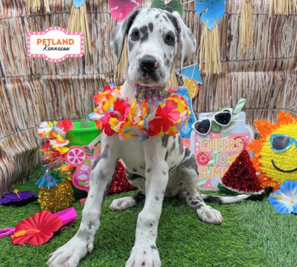 [#26335-05] Blue / White F Great Dane Puppies For Sale