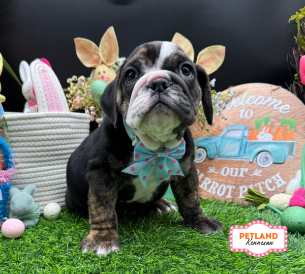 [#26758-04] Tri-Colored F Beabull Puppies For Sale