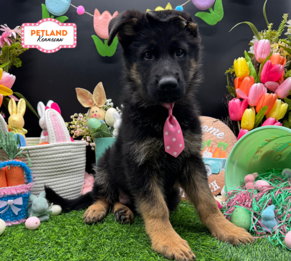 [#26727-02] Black / Red M German Shepherd Dog Puppies For Sale