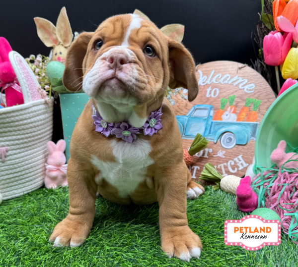 [#26505-07] Fawn / White F Mini Bullies Puppies For Sale