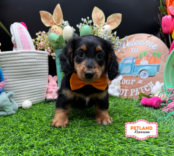 [#26829-01] Black / Tan M Dachshund Puppies For Sale