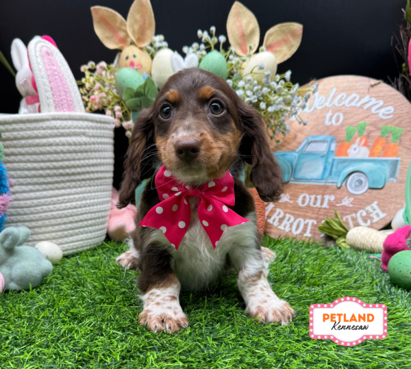 [#26702-02] Chocolate / Tan F Dachshund Puppies For Sale