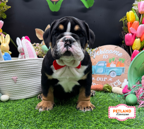 [#26633-06] Black Tan / White M English Bulldog  Puppies For Sale