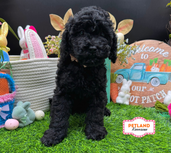[#26726-05] Black F Poodle/Goldendoodle Mini Puppies For Sale