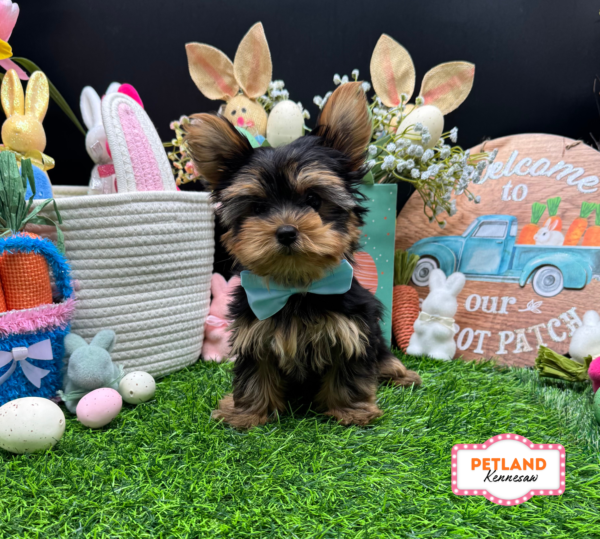 [#26156-01] Black / Gold M Yorkshire Terrier Puppies For Sale