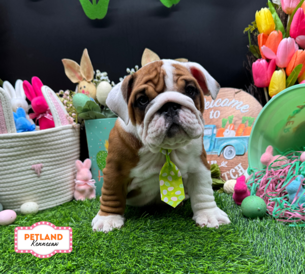 [#26861-01] Red / White M Bulldog Puppies For Sale