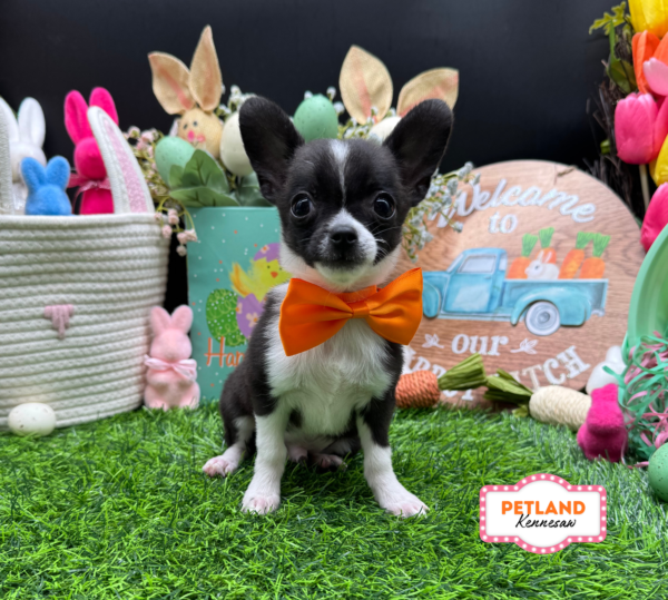 [#26383-03] Black / White M Chihuahua Puppies For Sale