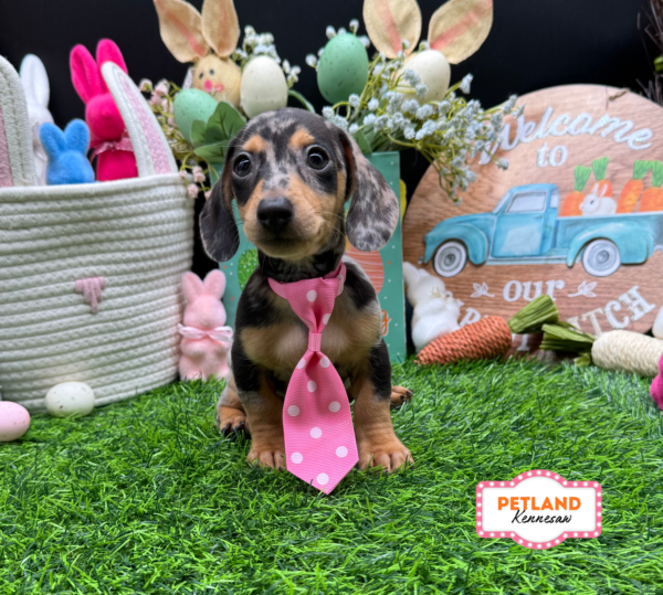 [#26661-02] Blue Dapple M Dachshund Puppies For Sale