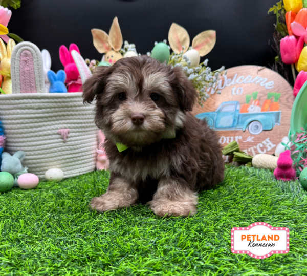 [#26893-01] Chocolate M Havanese Puppies For Sale