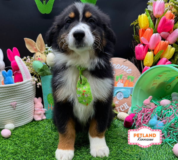 Australian Shepherd