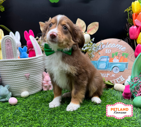 [#26929-01] Red Tan / White M Miniature Australian Shepherd Puppies For Sale