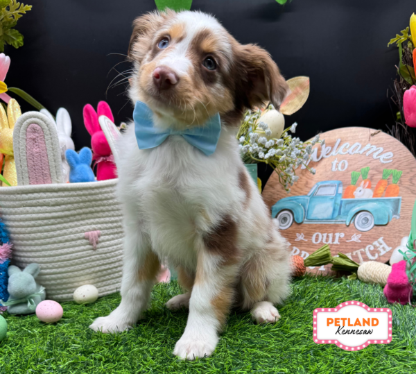 [#26929-02] Red Merle M Miniature Australian Shepherd Puppies For Sale