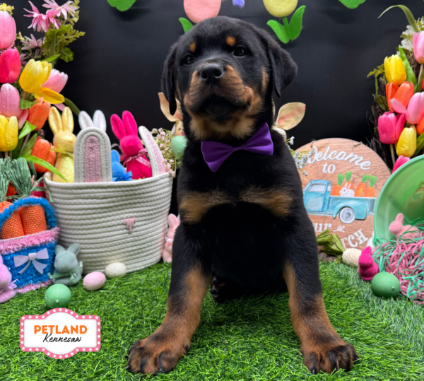 [#26614-02] Black / Rust M Rottweiler Puppies For Sale