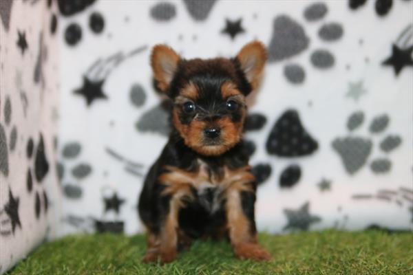 [#26826-01] Black / Tan M Yorkshire Terrier Puppies For Sale