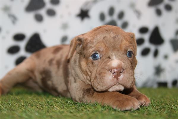 [#26852-01] Chocolate Merle M Olde English Bulldog Puppies For Sale