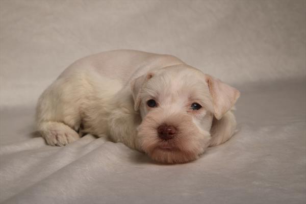 [#26867-03] Cream F Miniature Schnauzer Puppies For Sale