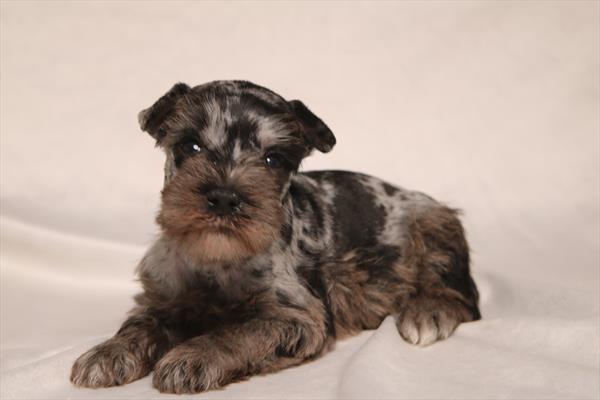 [#26866-02] Blue Merle M Miniature Schnauzer Puppies For Sale