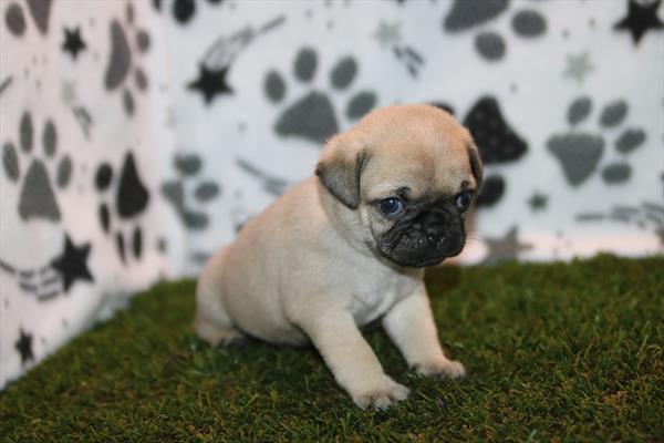 [#26901-04] Fawn M Pug Puppies For Sale