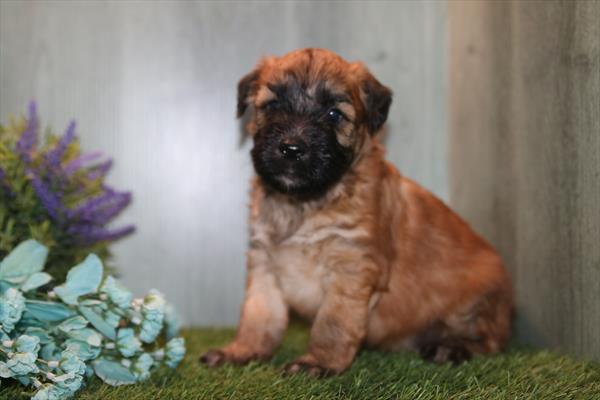 [#26153-01] Brown M Soft Coated Wheaten Terrier Puppies For Sale