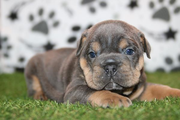 [#26890-03] Blue / Tan M English Bulldog  Puppies For Sale