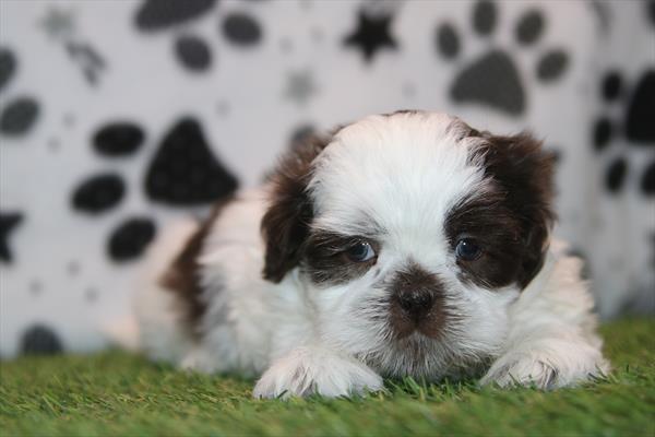 [#26891-01] Chocolate M Shih Tzu Puppies For Sale