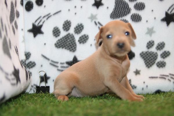 [#26944-02] Red F Miniature Pinscher Puppies For Sale