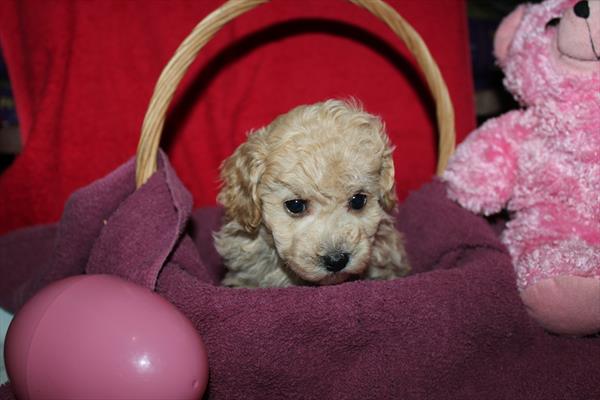 [#261152-01] Tan F Maltipoo Puppies For Sale
