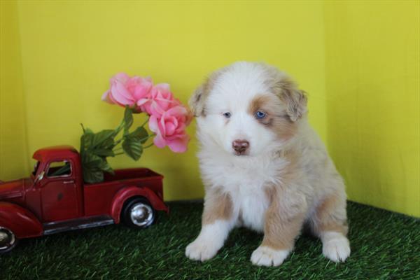 [#26156-03] Red Tan / White F Miniature Australian Shepherd Puppies For Sale