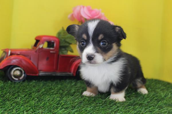 [#261019-01] Black White / Tan M Pembroke Welsh Corgi Puppies For Sale