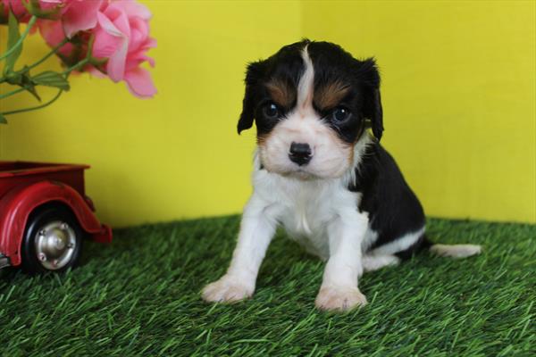 [#26973-01] Tri-Colored M Cavalier King Charles Spaniel Puppies For Sale