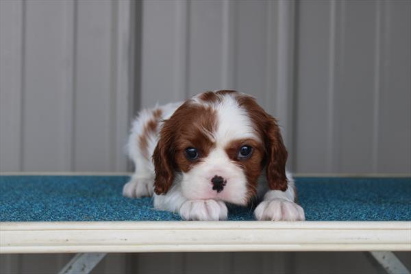 [#261061-01] Blenheim M Cavalier King Charles Spaniel Puppies For Sale