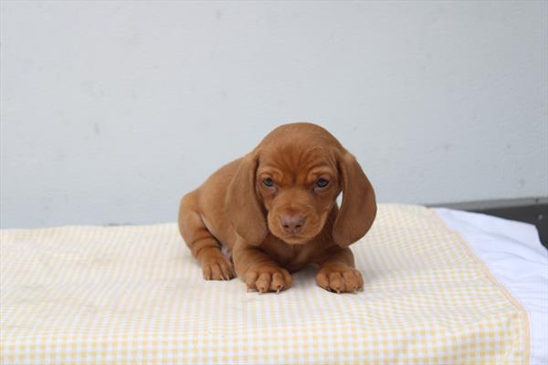 [#261253-02] Red M Dachshund Puppies For Sale
