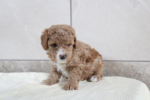 Poodle Mini