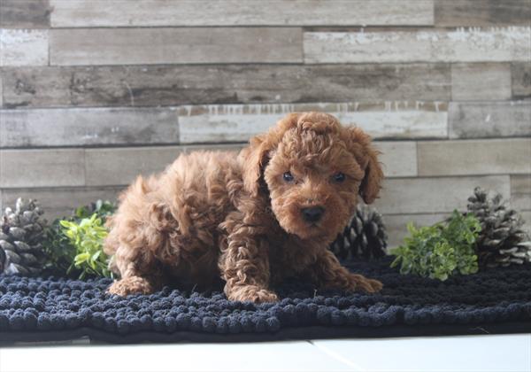[#261106-02] Red M Poodle Mini Puppies For Sale