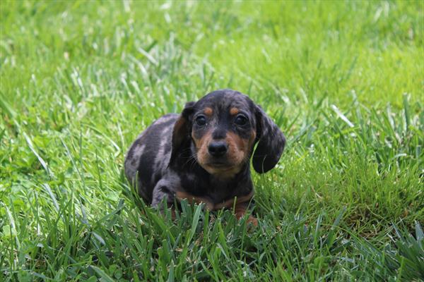 [#261252-01] Blue Dapple M Dachshund Puppies For Sale