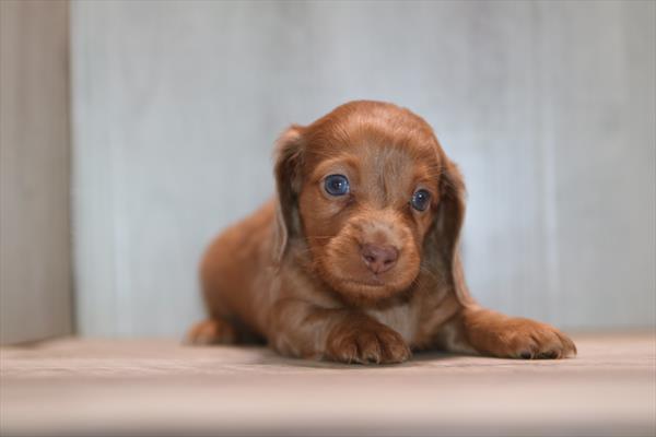 [#261028-02] Chocolate / Tan M Dachshund Puppies For Sale