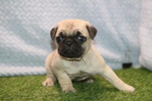 Petland Kennesaw, Georgia Pug puppy available