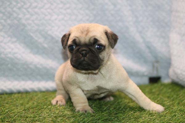 [#261045-04] Fawn F Pug Puppies For Sale