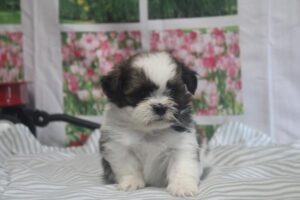 Shih Tzu – 33058