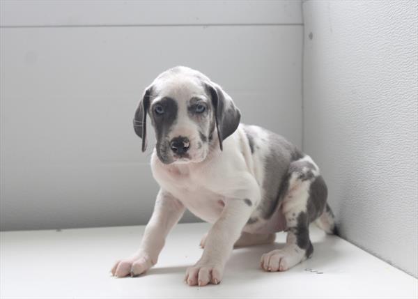 [#261017-09] Blue Harlequin F Great Dane Puppies For Sale