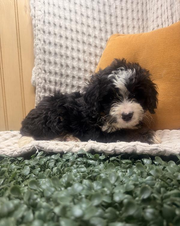 [#26938-06] Tri-Colored F Bernedoodle Mini Puppies For Sale
