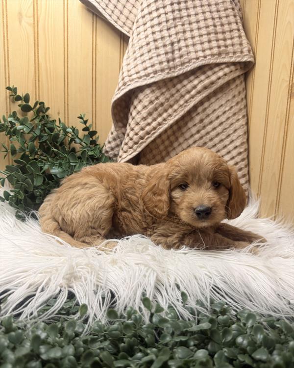 [#261066-05] Red F Goldendoodle Mini Puppies For Sale