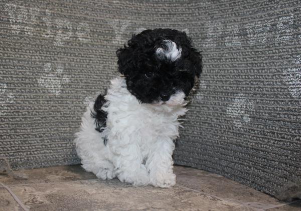 [#261023-06] Black / White F Poodle Mini Puppies For Sale