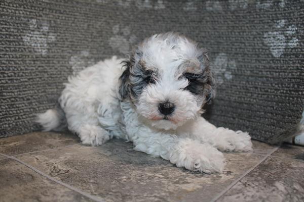 [#26989-02] Blue Merle F Poodle Mini Puppies For Sale