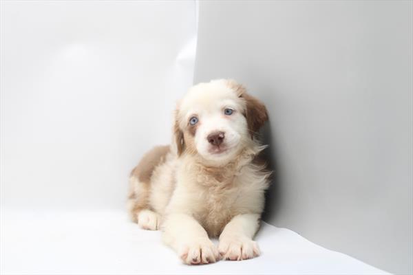 [#26957-02] Red Merle M Miniature Australian Shepherd Puppies For Sale