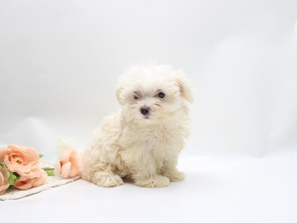 [#261073-03] White F Maltese Puppies For Sale