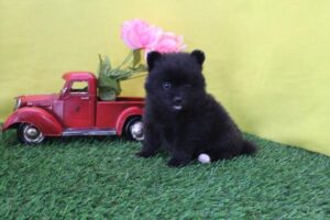 Petland Kennesaw, Georgia Pomeranian puppy available